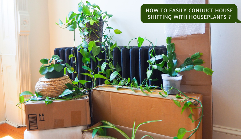 How to Easily Conduct House Shifting with Houseplants