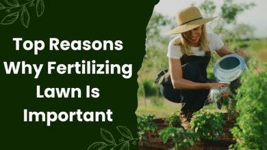Top Reasons Why Fertilizing Lawn Is Important