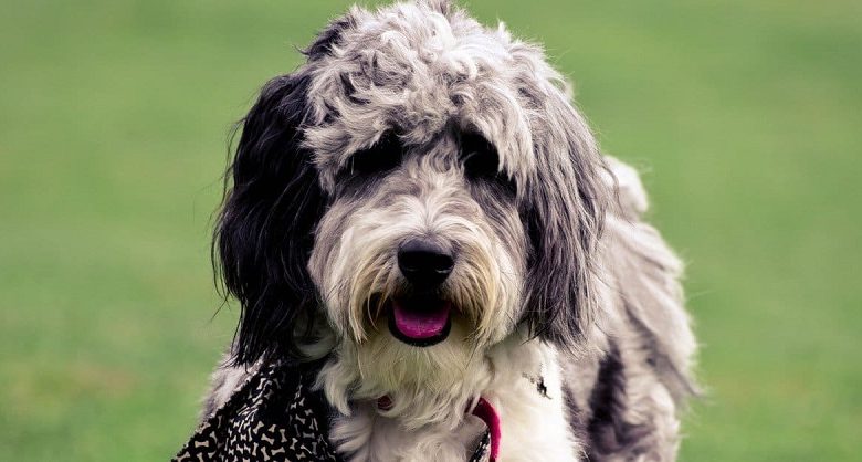 blue merle aussiedoodle Kansas city