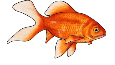 How To Draw A Goldfish  