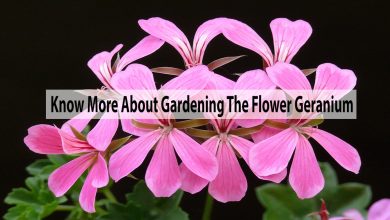 Know More About Gardening The Flower Geranium