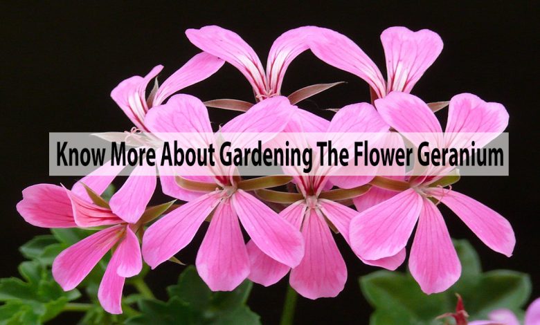 Know More About Gardening The Flower Geranium