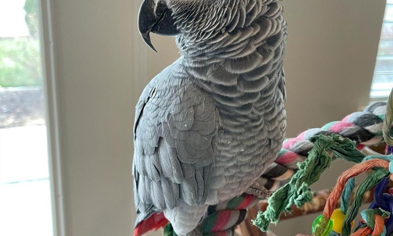 African Grey Parrots for Sale