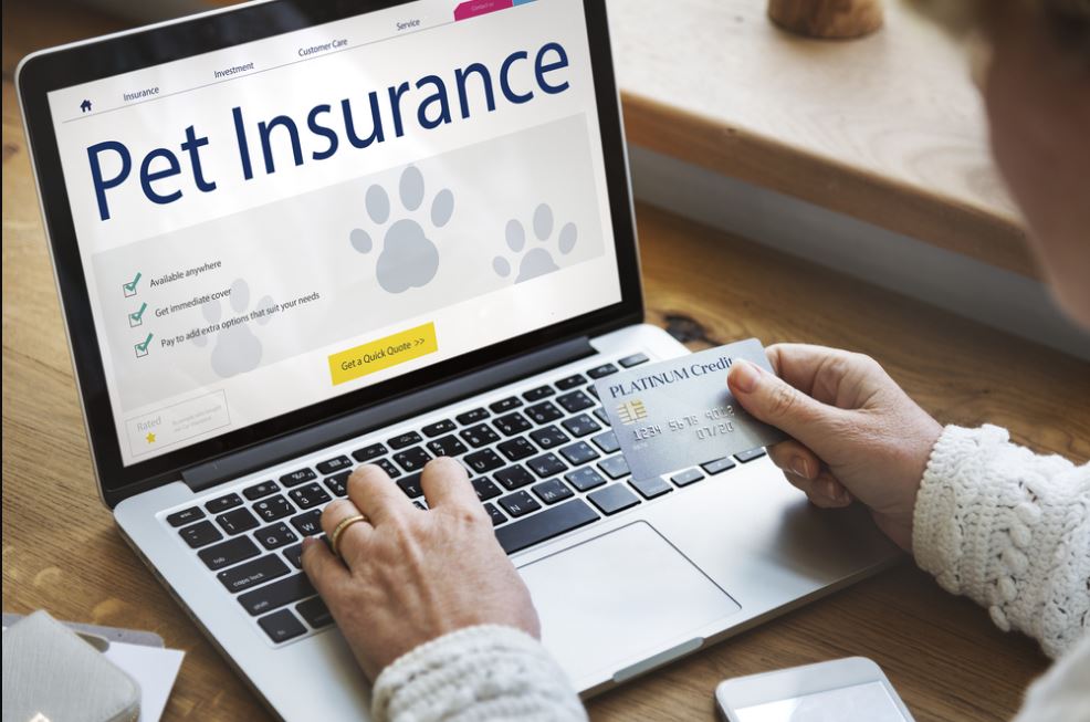 How To Buy Pet Insurance